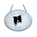Tierschild Hund - Border Collie - Wandschild Blechschild...
